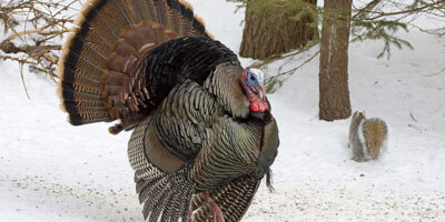 Turkeys in the Yard