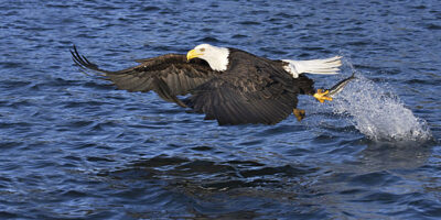 Gone Fishing in Homer, AK