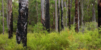Karri Forrests of West Australia