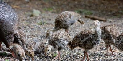 Turkey and Poults