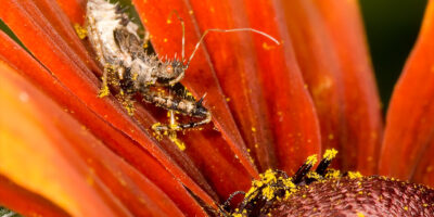 Bee Assassin