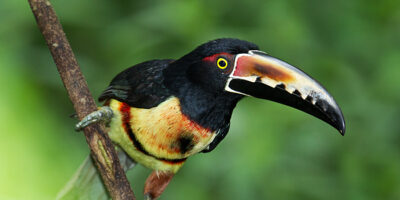 Costa Rica Photography Trip