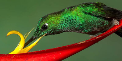 Costa Rica Photography Trip II