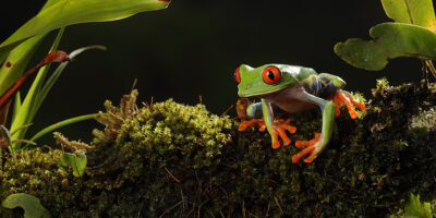 Costa Rica Photography Trip III
