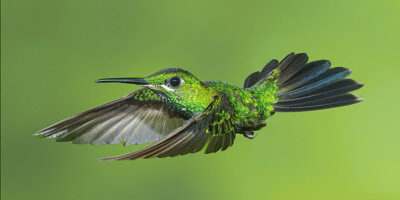 Costa Rica Photography Trip IV