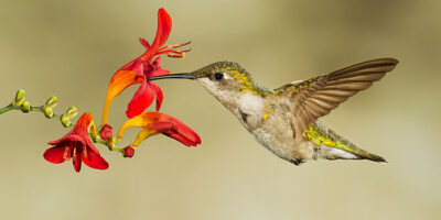 Backyard Hummingbirds