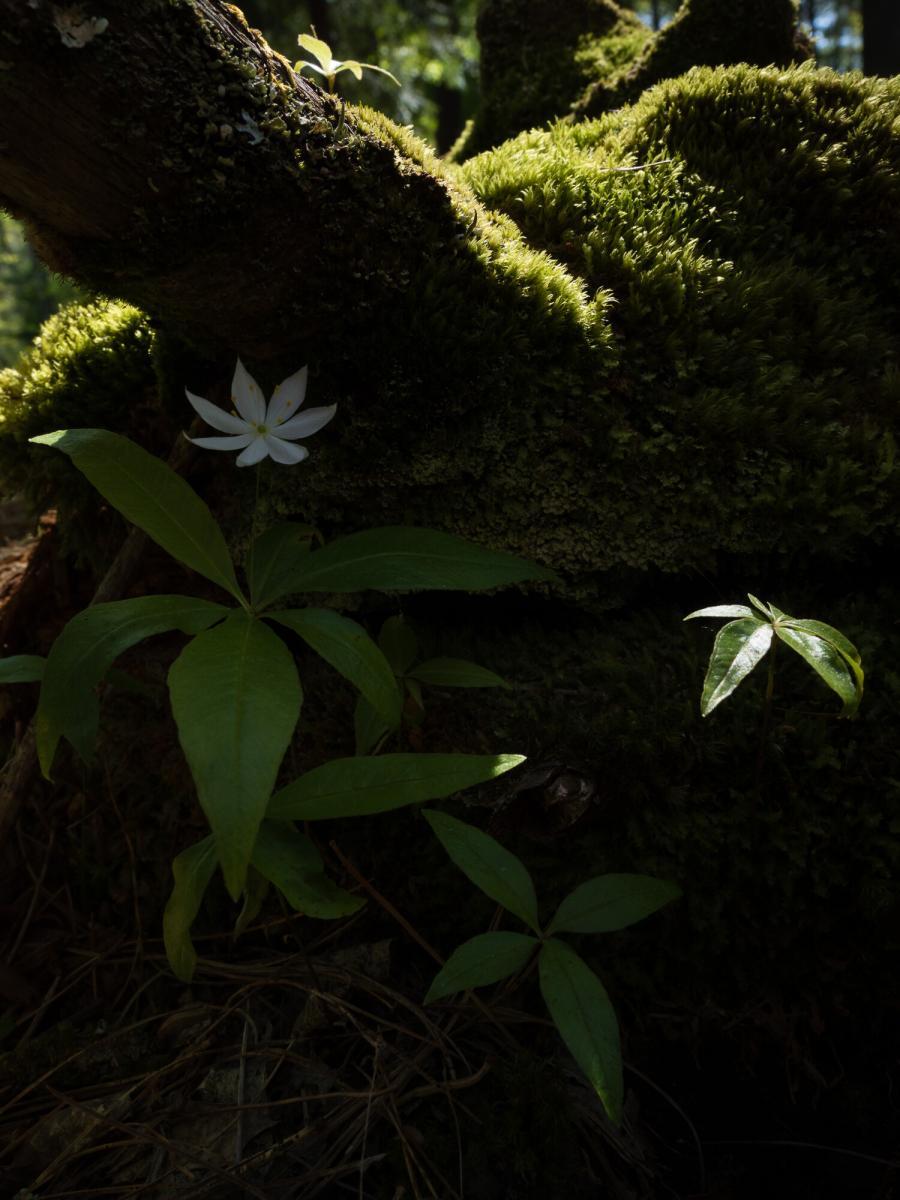 Increased shutter speed to darken background